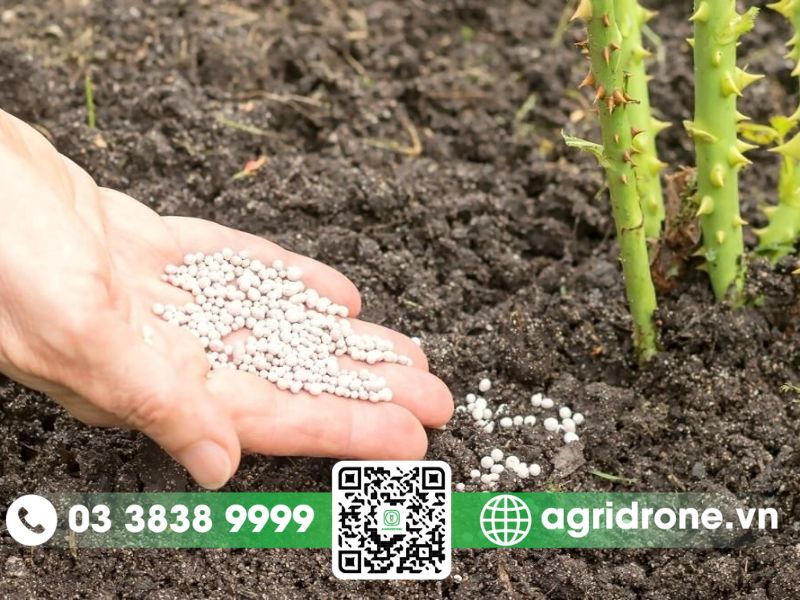 Cách bón phân theo từng giai đoạn phát triển của hoa hồng
