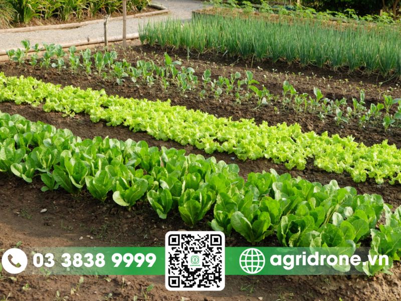 Các loại rau vụ đông xuân tiềm năng nhất hiện nay 
