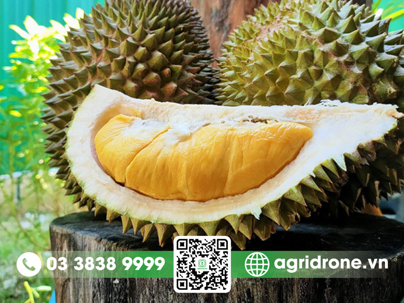nang suat sau rieng musang king 03