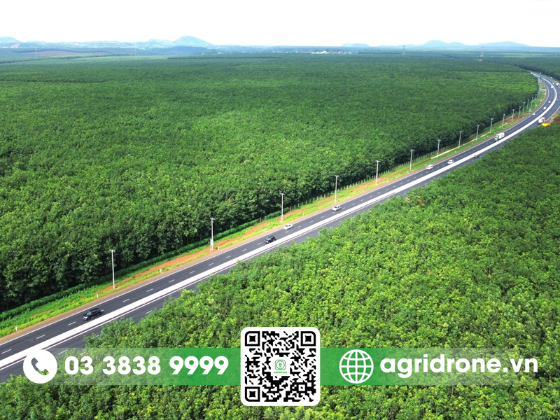 Cây cao su thích hợp với loại đất nào để phát triển tốt nhất?