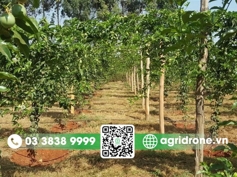 Kỹ thuật trồng chanh dây đơn giản và hiệu quả cao 3 Kỹ thuật làm giàn chanh dây đúng chuẩn