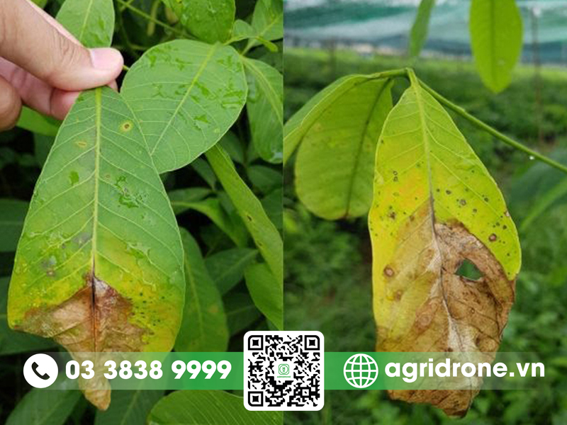 Bệnh héo đen đầu lá trên cây cao su & cách phòng trừ