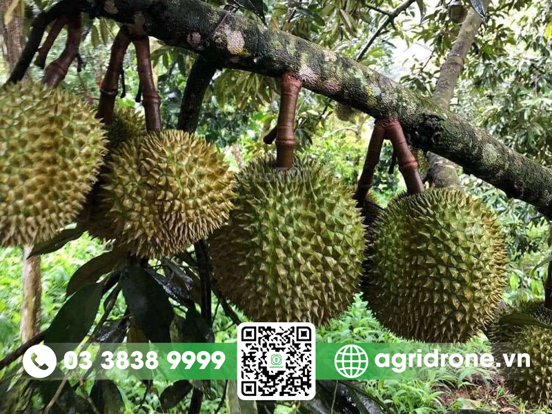 cach cham soc sau rieng musang king 2