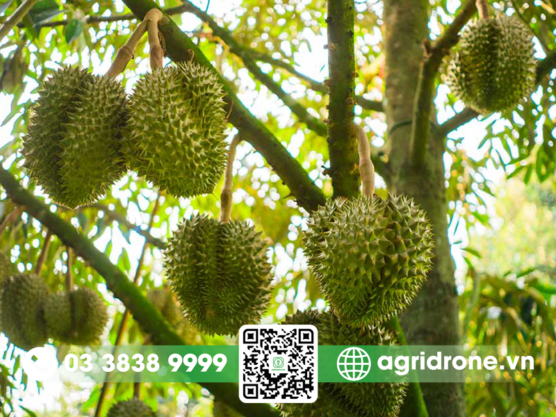 Các loại sầu riêng ngon & có giá trị kinh tế 2 Sầu riêng Musang King