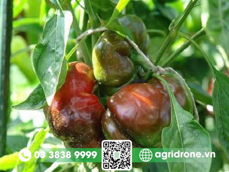 Các cây trồng thường gặp bệnh mốc xám