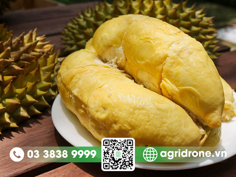 so sanh sau rieng ri6 va musang king 1