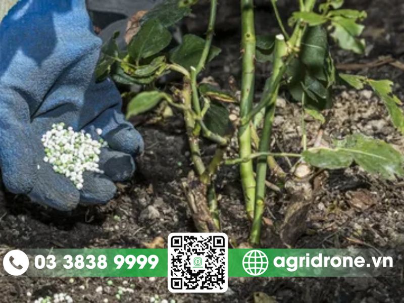 Các loại phân bón phù hợp cho hoa hồng