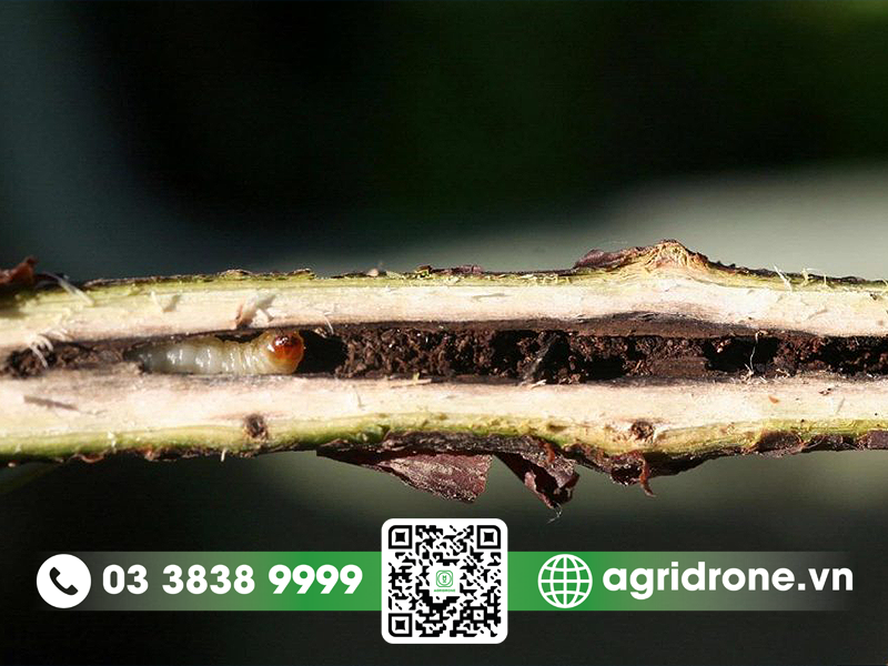 cach-diet-sau-duc-than-cay-xoai-1
