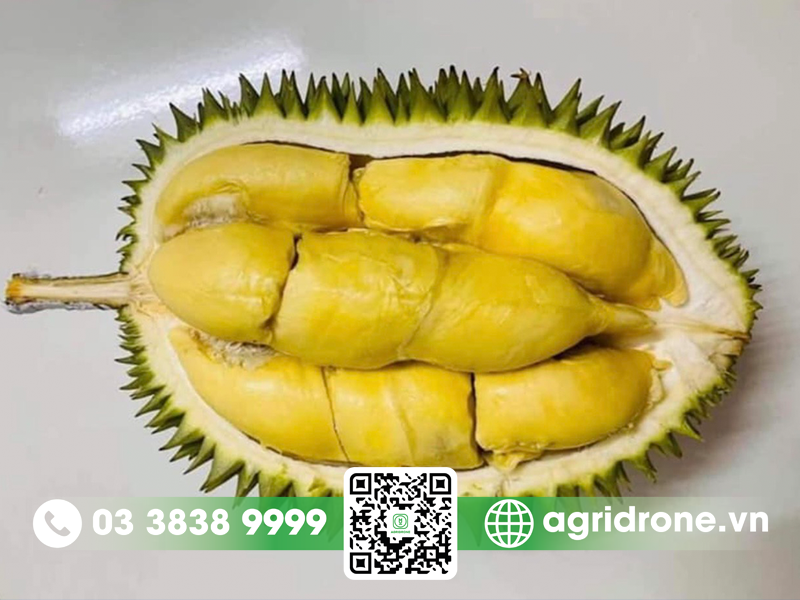 sau rieng huu 6 2