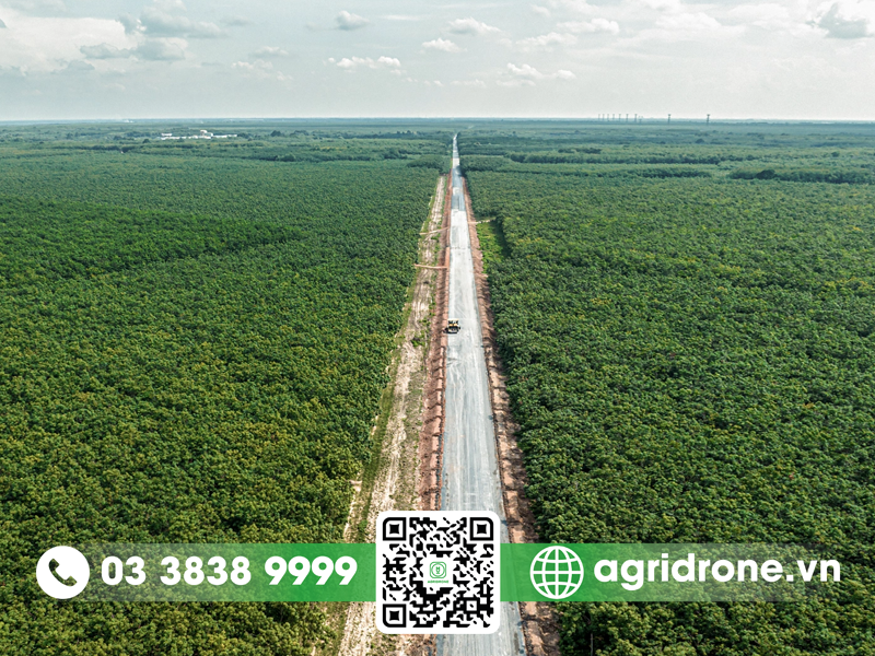 Vai trò của cây cao su trong kinh tế và bảo vệ môi trường