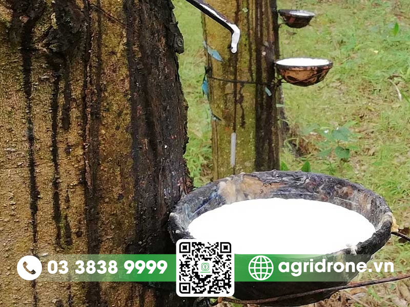 1 độ mủ cao su bằng bao nhiêu kg?
