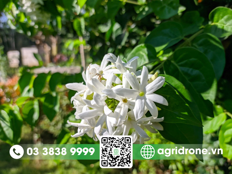 Hình ảnh cây chè vằng