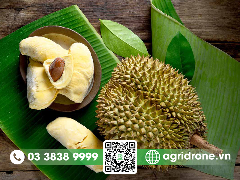 Sầu riêng Chín Hóa: nguồn gốc và đặc điểm 1 sau rieng chin hoa 1