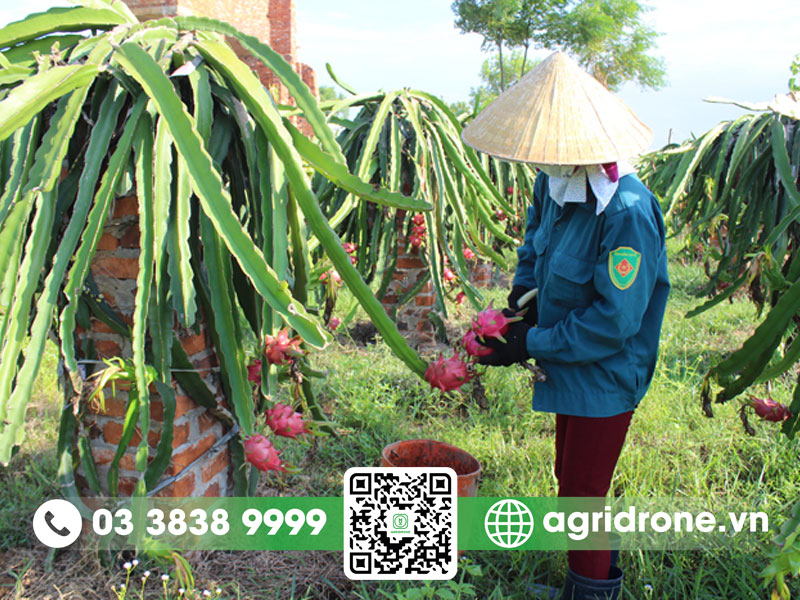 Mô hình trồng thanh long phổ biến hiện nay
