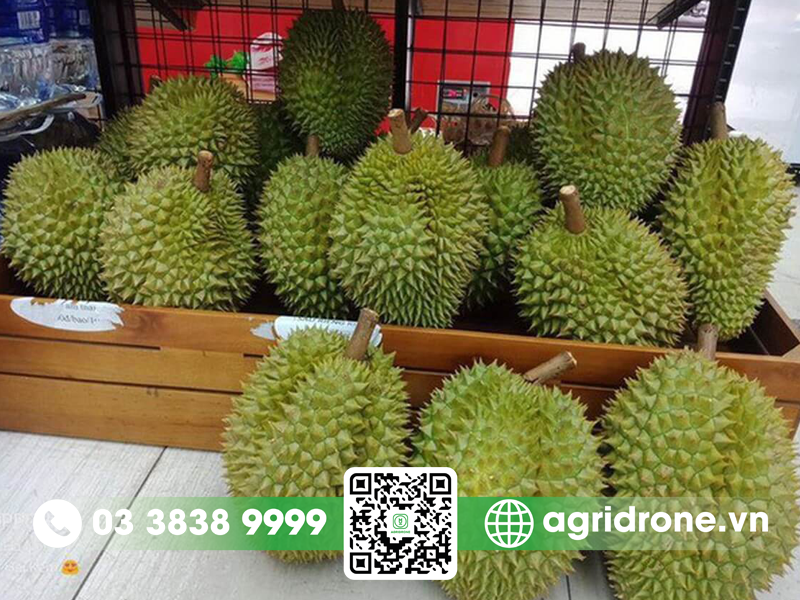 Sầu riêng khổ qua xanh: giá trị kinh tế & kỹ thuật trồng