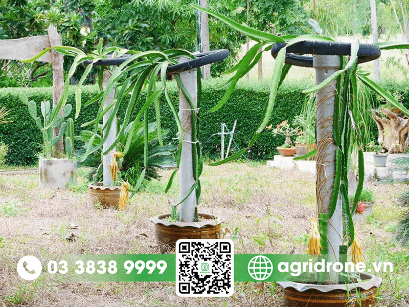 Cách trồng thanh long trong chậu tại nhà đơn giản 1 Cách trồng thanh long trong chậu