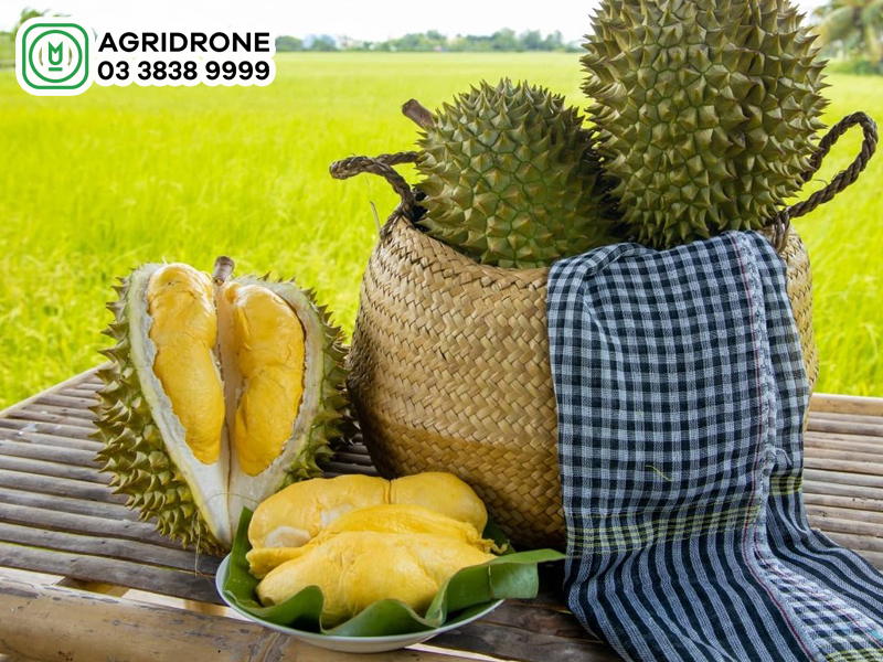Sầu riêng Thái Lan Monthong: Nguồn gốc & đặc tính giống
