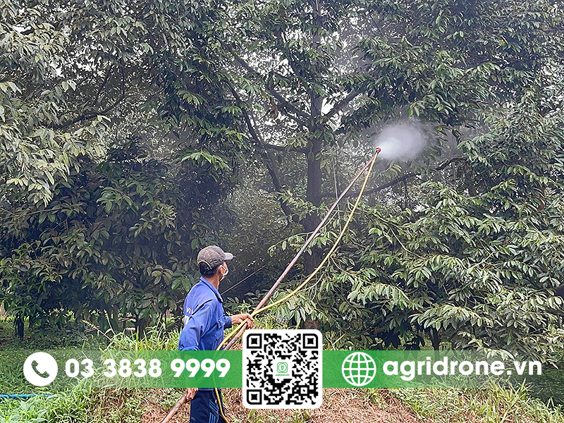 Rửa vườn sầu riêng sau thu hoạch