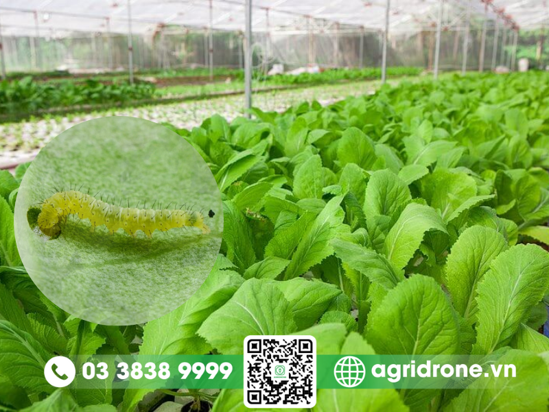 Các trị sâu bệnh cho rau an toàn cho bà con