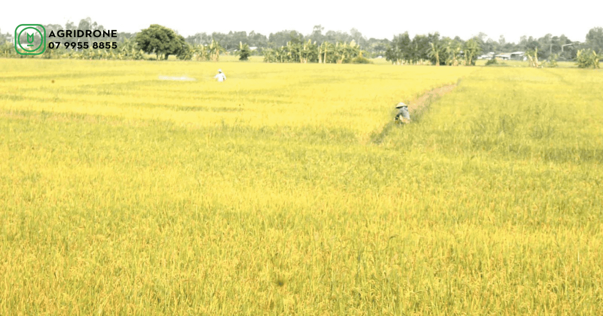 Giá lúa vụ hè thu năm 2020 tiếp tục đà tăng trưởng