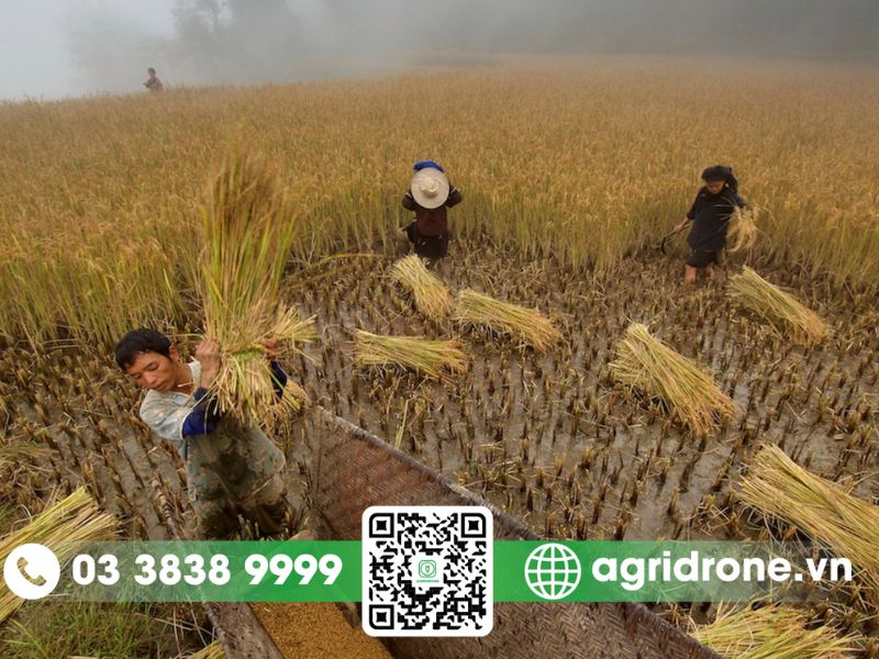 Lợi ích của việc sử dụng giống lúa chất lượng cao 