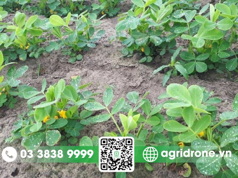 Trồng gì trong vụ hè thu miền Nam để đạt hiệu quả kinh tế cao nhất? 3 Cây đậu phộng (Lạc)