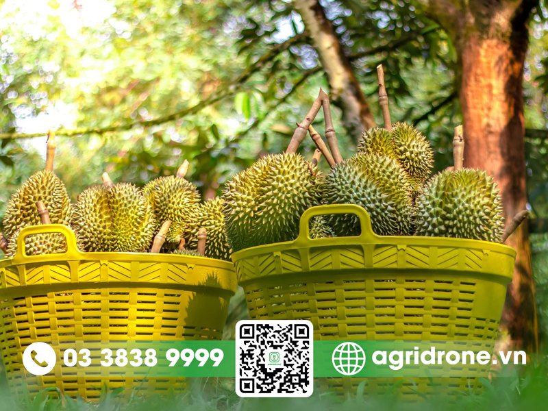 cach cham soc sau rieng musang king 3