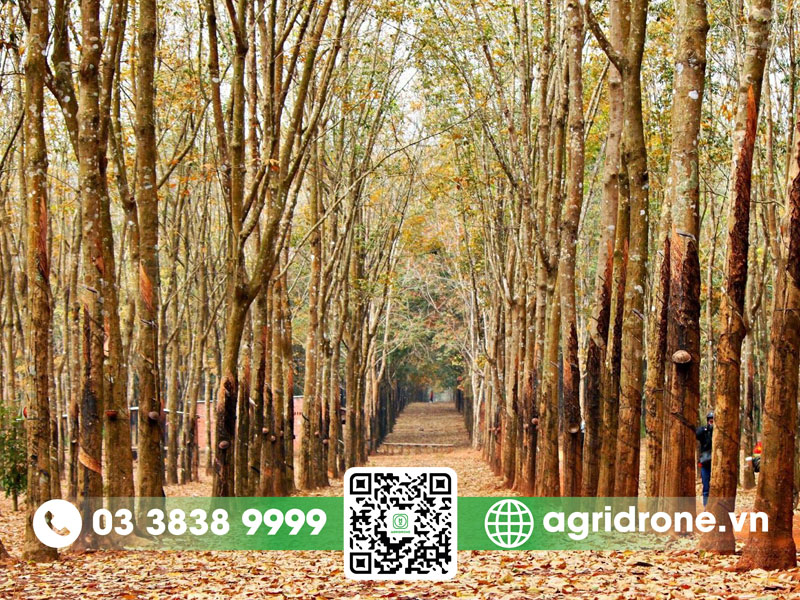 Tuổi thọ cây cao su là bao nhiêu năm? 