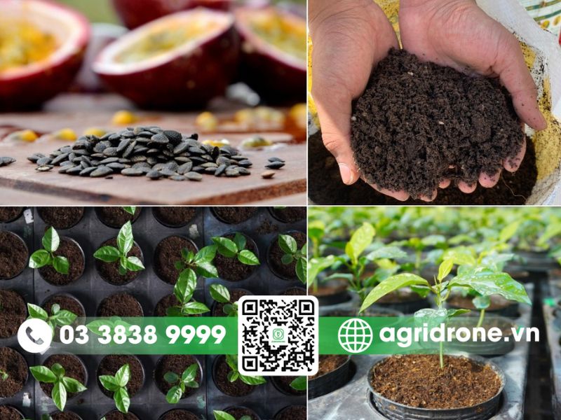 Kỹ thuật trồng chanh dây đơn giản và hiệu quả cao 4 Cách trồng chanh dây bằng hạt