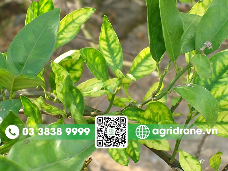 Các giai đoạn cần phun thuốc phòng trừ sâu bệnh cho cây cam
