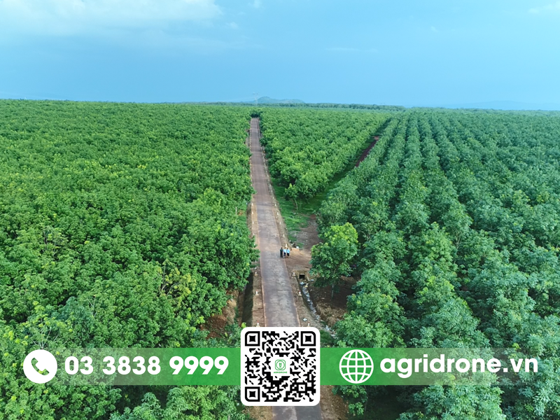Cây cao su có nguồn gốc từ đâu? 1 Cây cao su có nguồn gốc từ đâu?