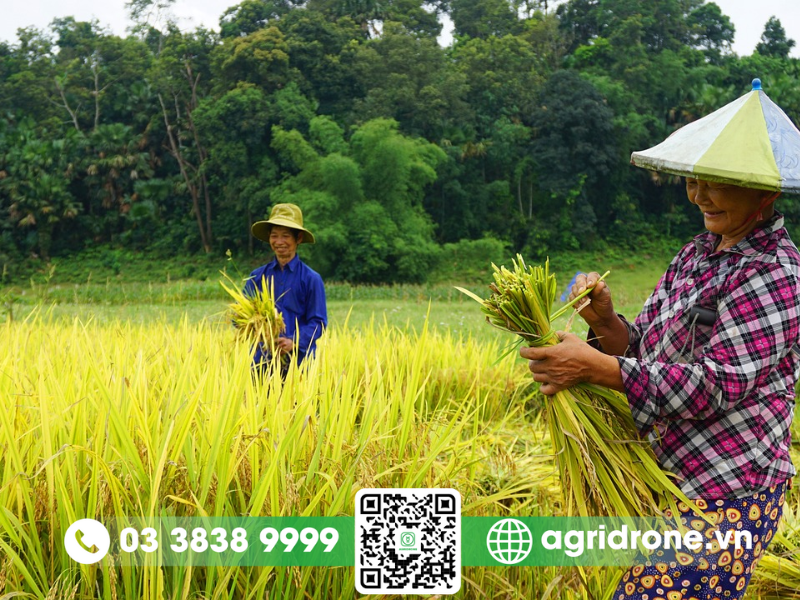Giống ngắn ngày cho năng suất cao
