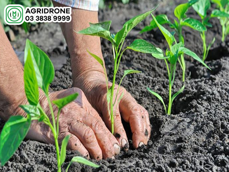 Đất sét có trồng cây được không?