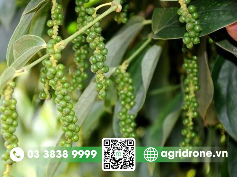 Cây hồ tiêu được trồng chủ yếu ở vùng nào ở Việt Nam? 1 Cây hồ tiêu được trồng chủ yếu ở vùng nào