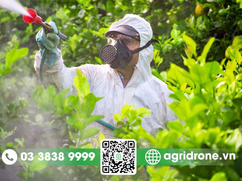 Biện pháp phòng trừ bệnh loét trên cây cam