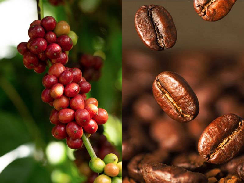 Cà phê Robusta (Cà phê Vối) 