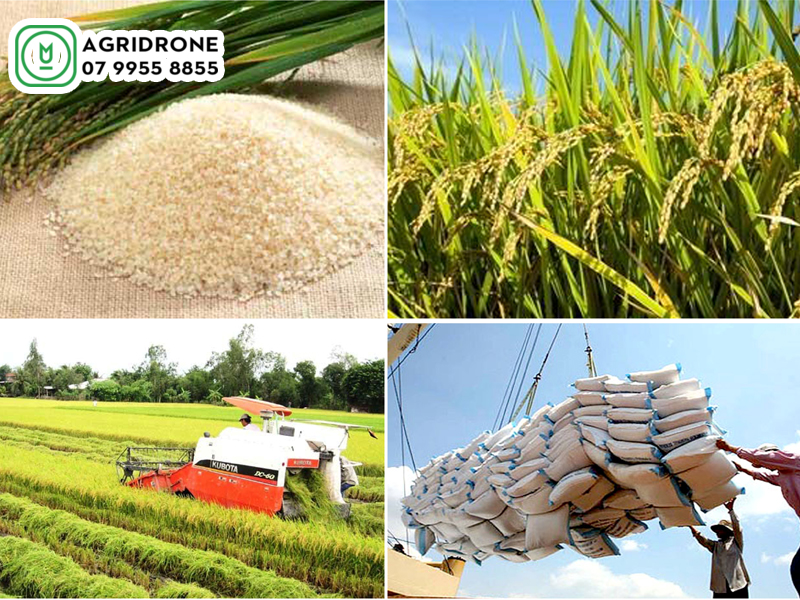Giống lúa mới nhất hiện nay tại Việt Nam