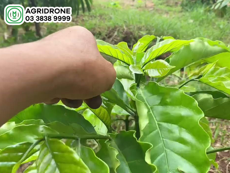 Cách chăm sóc cây cà phê mới trồng hiệu quả 3 cach cham soc cay ca phe moi trong 2