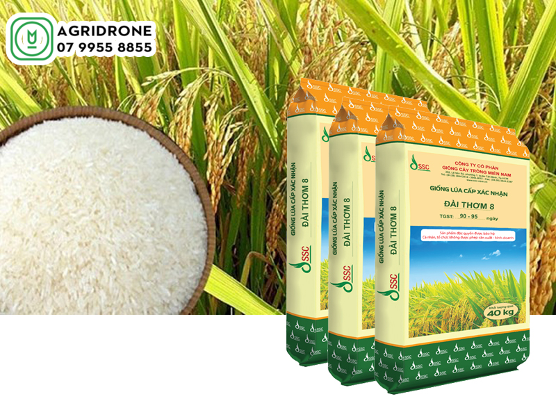 Giống lúa Đài thơm 8: hướng dẫn kỹ thuật canh tác tại ĐBSCL