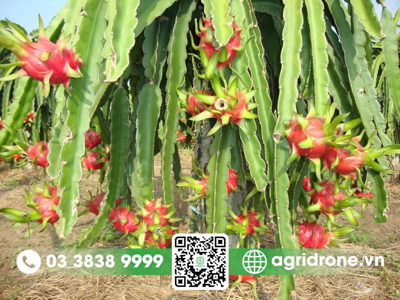 Lần đầu tiên ghép thanh long cực thành công 1 Lần đầu tiên ghép thanh long