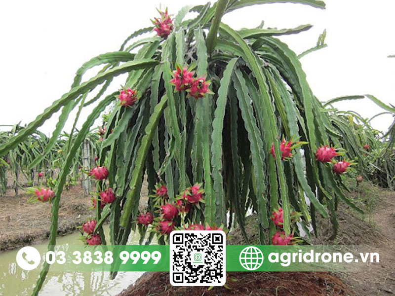 Thanh long trồng bao lâu có trái?