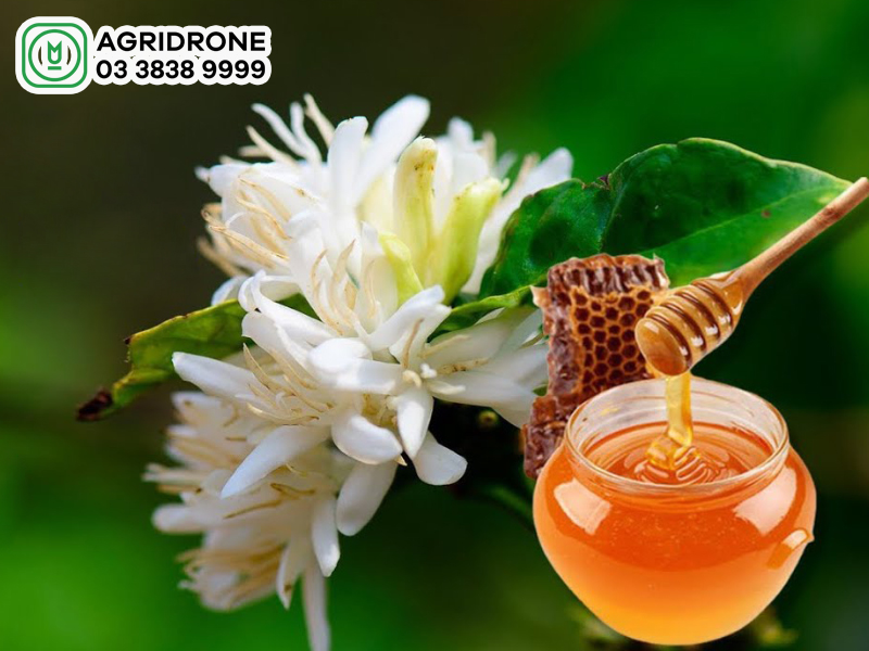 Mật ong hoa cà phê có công dụng gì?