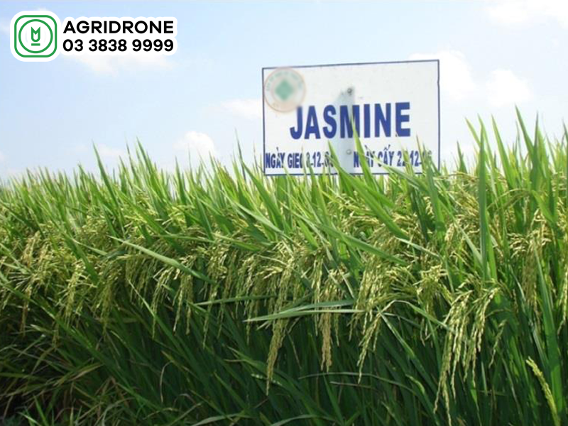 Giống lúa Jasmine 85: Đặc tính & cách phòng trừ sâu bệnh