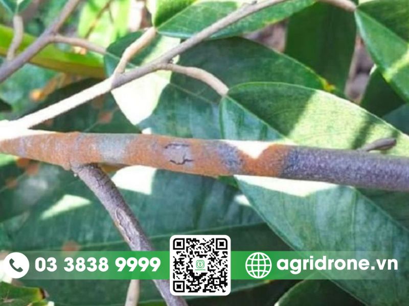 Bệnh nấm hồng trên cây cam là gì?