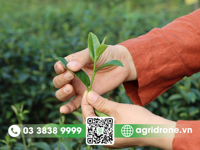Cây chè xanh giống chất lượng cao hiện nay 2 cây chè xanh giống