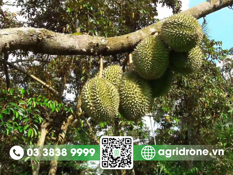 sau rieng kho qua 1