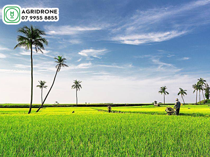 Máy bay phun thuốc Quảng Ngãi