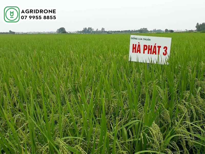 giong lua ha phat 3 02