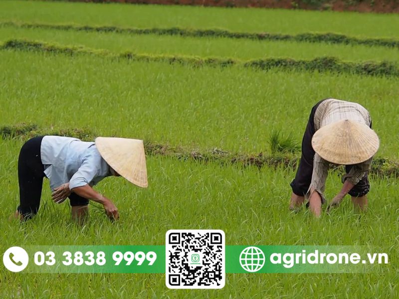 Cách chăm sóc lúa vụ mùa từ khi gieo cấy đến thu hoạch 1 Đặc điểm lúa vụ mùa ở Việt Nam