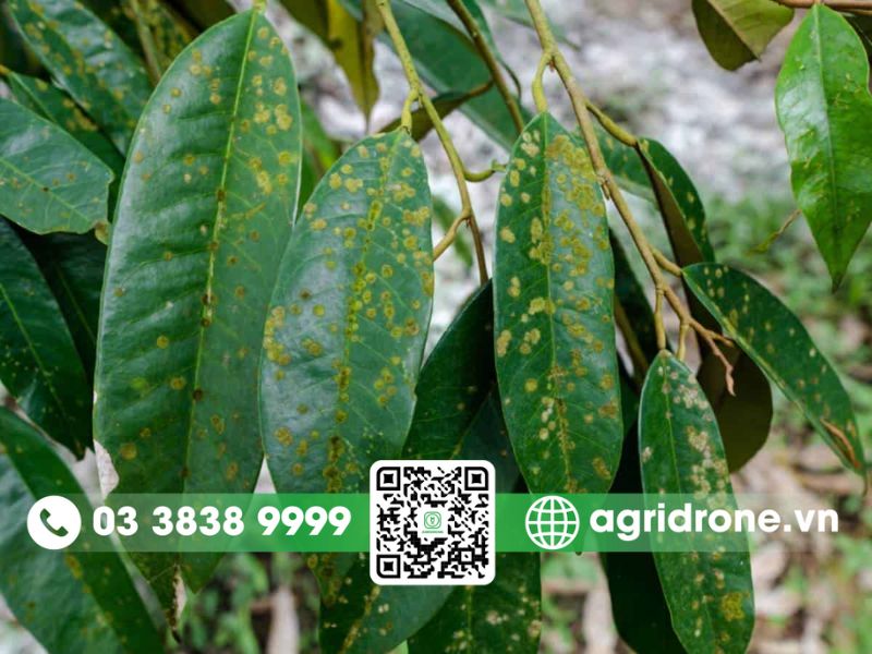 Dấu hiệu nhận biết bệnh đốm rong chính xác nhất